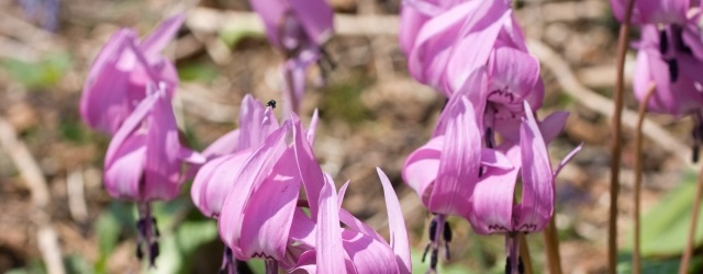 カタクリの花